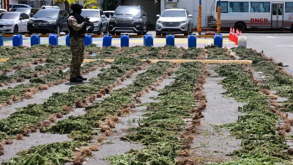 Incautan más de 3,000 plantas de presunta marihuana en Ocoa y se reactiva la alarma sobre vigilancia rural