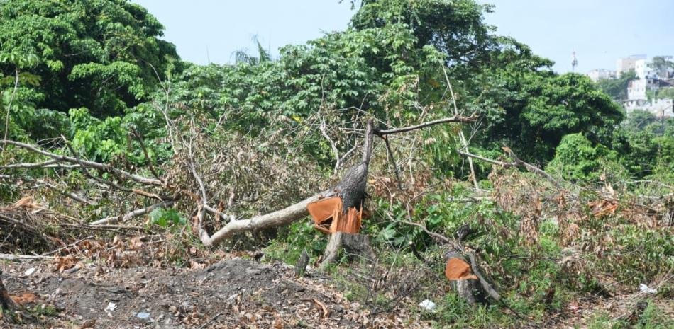 Tala de árboles en la 6 de Noviembre desata reclamos y deja a Medio Ambiente bajo presión