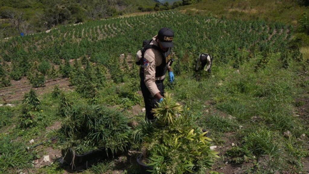 Más de 3,000 plantas de marihuana ocupadas en Ocoa tras operativo en una finca de El Pinar
