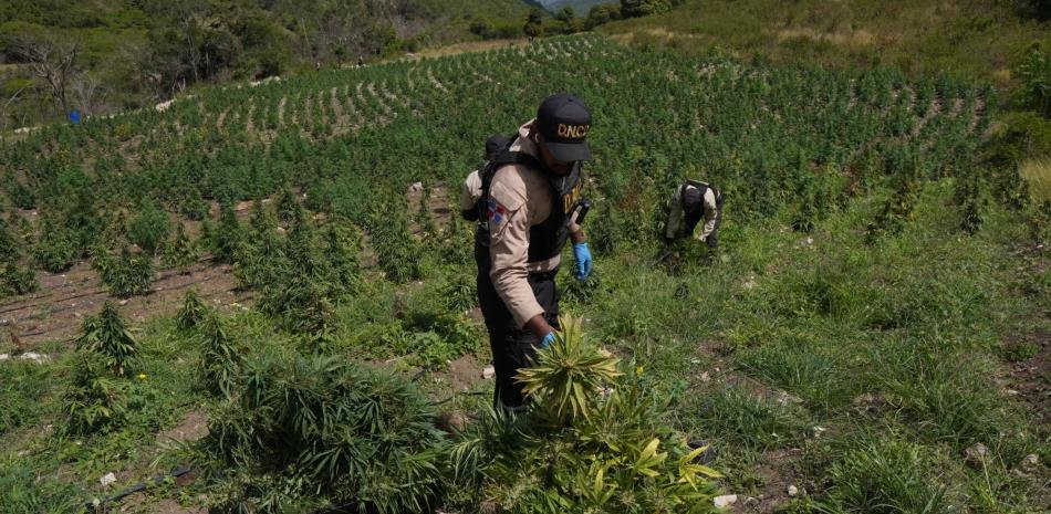 Incautan en Ocoa más de 3,000 plantas de marihuana en un operativo contra una red clandestina