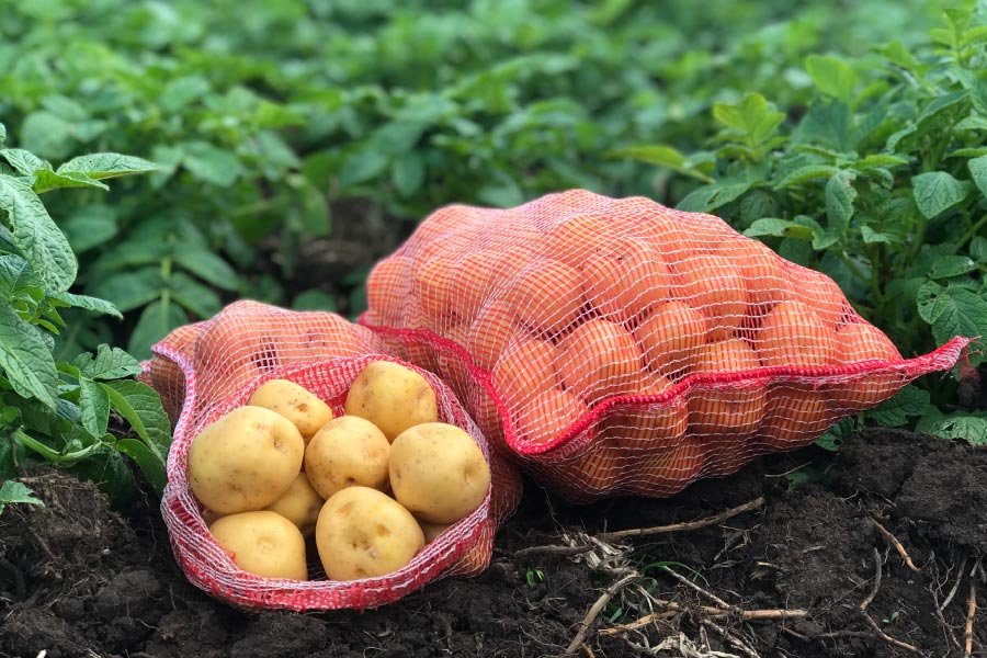 Agricultura reporta alza en raíces y tubérculos, pero el avance vuelve a quedar en manos de cifras oficiales