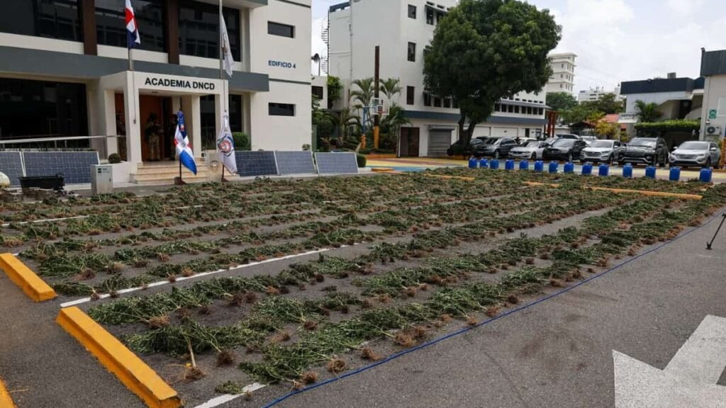 Decomisan 3,533 plantas de marihuana en Ocoa en la mayor intervención contra ese cultivo, según la DNCD