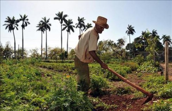 Sube la producción agropecuaria en República Dominicana, pero persisten brechas de rendimiento
