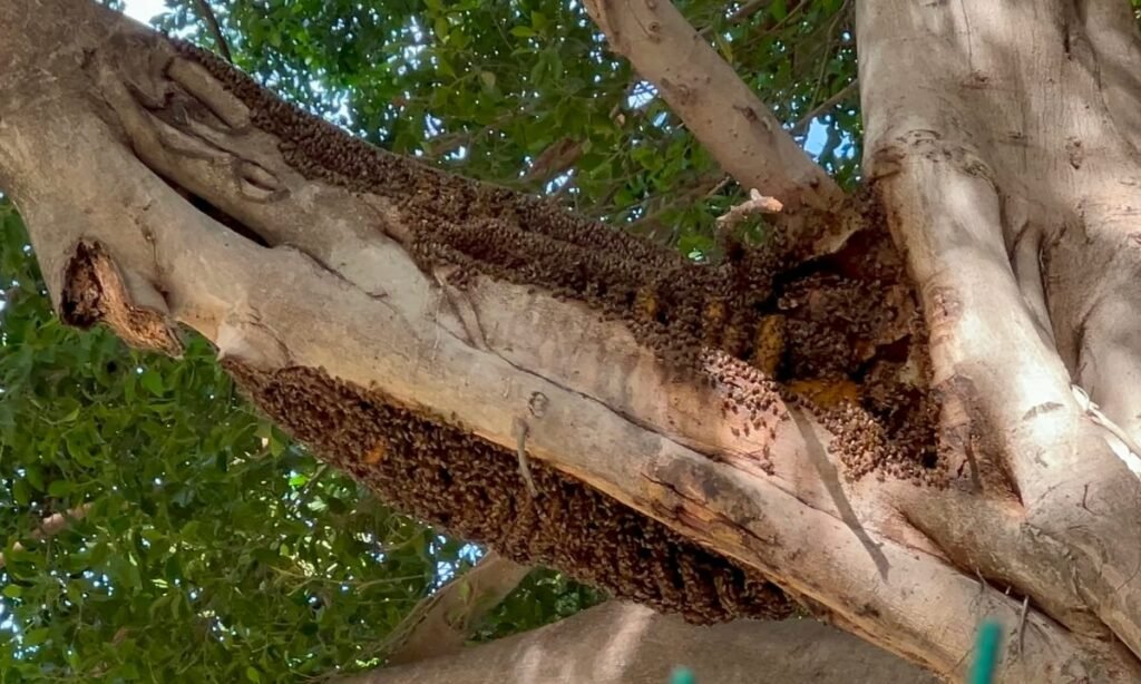 Alerta en parque infantil de Barahona por panal de abejas en un árbol