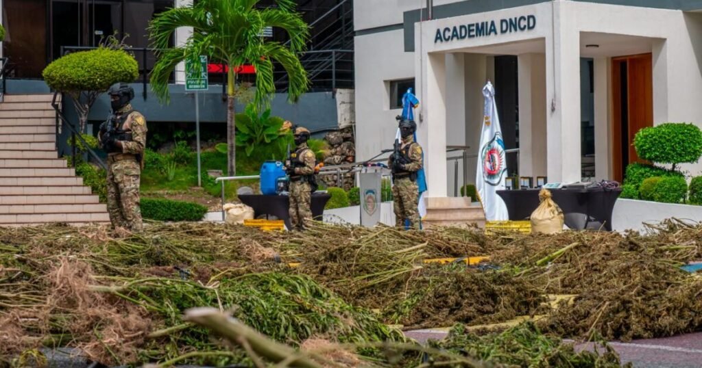 DNCD desmantela dos cultivos de marihuana en Azua y ocupa 5,364 plantas