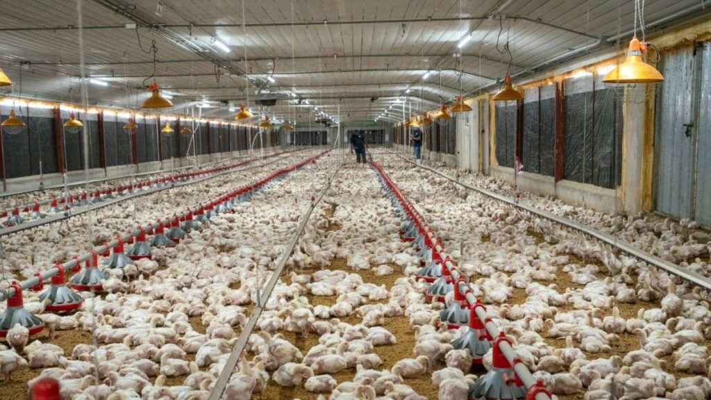 Alta producción avícola no frena la presión de costos y abre nuevas exigencias de vigilancia sobre el mercado