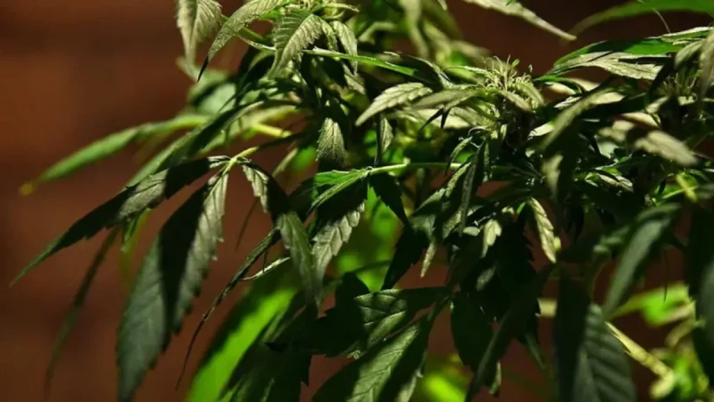 Suprema Corte de México abre uso de cannabis en alimentos, pero deja intacto el cerco sanitario